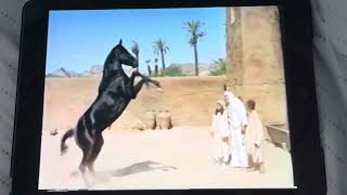 Young Black Stallion Trailer [upl. by Artinek276]