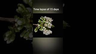 15 Days of Blooming in Seconds flowersbeautytimelapsesbeautiful [upl. by Osric860]