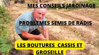 Conseils jardin  les problèmes pour semer les radis les bouturages de cassissier et groseillier [upl. by Eeryt]