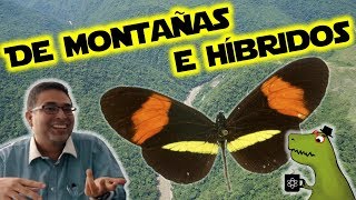 Cómo las montañas forman mariposas híbridas [upl. by Bibbye]