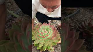 Wow succulents grow up so big stump shortvideo succulentlife houseplants plants indoorplants [upl. by Ihpen238]