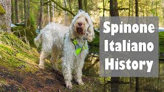 Podcast 118 Spinone Italiano History  A hardworking hunter [upl. by Couhp13]