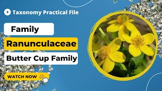 Ranunculaceae Family  Economic Importance and Floral Diagram and Formula With full Explanation [upl. by Chester]