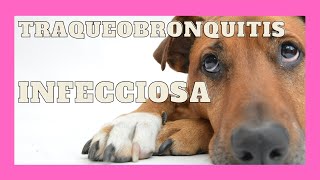 Traqueobronquitis infecciosa en perros [upl. by Richela456]