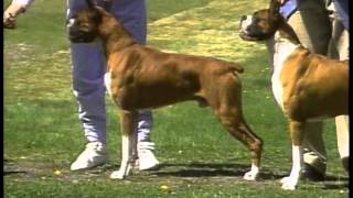 Boxer  AKC Dog Breed Series [upl. by Paymar]