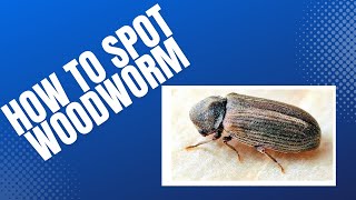 5 Ways to Spot Woodworm in Your Home [upl. by Ailaham]