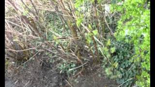 IVMs Japanese Knotweed Rapid Growth Video 7 [upl. by Cordle]