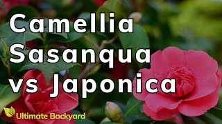 Camellia Sasanqua vs Japonica A Guide to the Common Camellia varieties [upl. by Oigimer207]