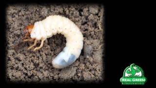 Grub Worm Identification and Treatment [upl. by Llertram]