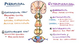 Extrapyramidal and Pyramidal Tracts  Descending Tracts of the Spinal Cord  Includes Lesions [upl. by Ycniuqal]