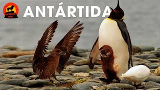 ANTÁRTICA  Vida Selvagem no Fim do Mundo  Documentários animais [upl. by Ecirtel]