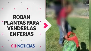 DESCARADOS Acusan a sujetos de robar plantas de plazas y venderlas en ferias libres  CHV Noticias [upl. by Ybreh]