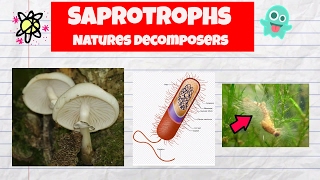 Saprotrophs ExamplesDecomposersFungiBacteriaWater mold [upl. by Hanaj467]