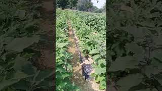 Use of mulching to control weeds [upl. by Solram951]