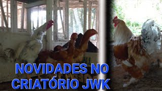 NOVIDADES NO CRIATÓRIO JWK [upl. by Halyak]