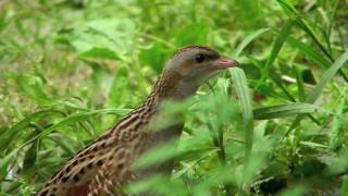 The corncrake Crex Crex [upl. by Antonie]