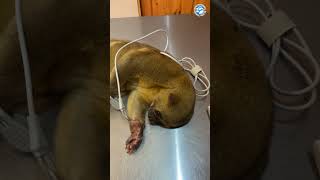 This Kinkajou Urgently Needs Help [upl. by Ettolrahs]