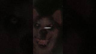 قصة smile dog الحقيقية 😨 [upl. by Atinal]