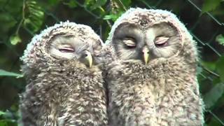 Nationalpark Bayer Wald Junge Habichtskäuze schmusen  ural owls chattering [upl. by Eiromem253]