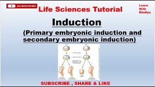 Induction  Primary Embryonic Induction  Developmental Biology  Spemanns Experiments [upl. by Rizzo]