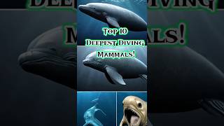 Top 10 Deepest Diving Mammals CuvierBeakedWhale MarineBiology SpermWhales ElephantSeals shorts [upl. by Repip]