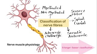 Erlanger and gasser Classification of nerve fibre [upl. by Rraval996]