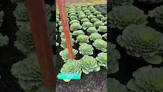 Ornamental kale and cabbage fypyoutube trendingshorts cabbage [upl. by Maurizio]