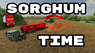 Harvest sorghum  FARMING SIMULATOR 22 fs22 [upl. by Mehala]