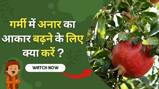 How to Increase Fruit Size in Pomegranate in Summer [upl. by Puna]