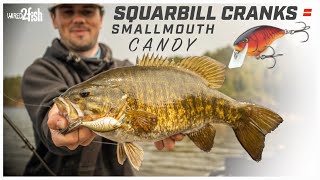 Squarebill Crankbait Fishing Springtime Smallmouth Bass [upl. by Teloiv811]