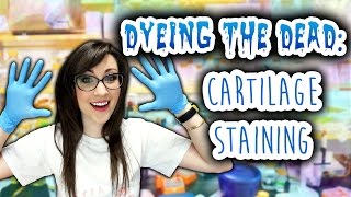 Dyeing The Dead  EP 4 Cartilage Staining [upl. by Shaina338]