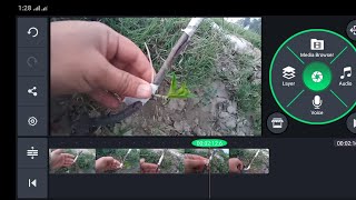 Multi Grafted Fruit Tree In Pakistan Urdu Hindi Language Multi Graft Onto Plum Rootstock [upl. by Palma]