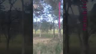 VLINE Albury NSW To Southern Cross 101024 vline shorts shortvideo train travel views [upl. by Inig]