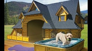 How To Build a Dog House  Quick and Easy DIY [upl. by Thorbert343]