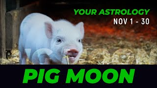 Monthly Chinese Astrology Nov 1  30 The Pig Moon [upl. by Evot]