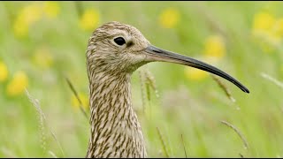 Curlew song [upl. by Aloel]