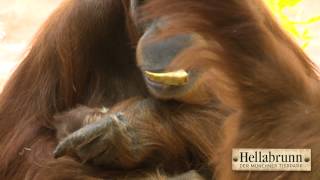 OrangUtanBaby im Tierpark Hellabrunn [upl. by Vincent]