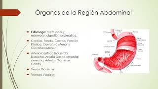 Topografía de la Región Abdominal [upl. by Imled]