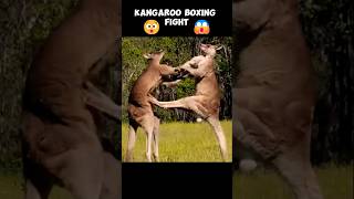 Kangaroos Boxing Fight  😱 [upl. by Vickie897]