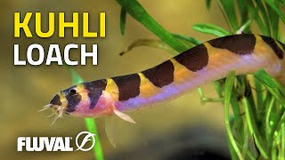 Species Spotlight  Kuhli Loach [upl. by Wurtz]