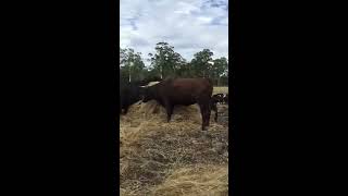 Sowing pasture by feeding cows [upl. by Otrebla]