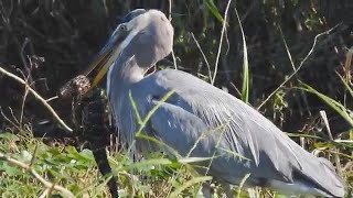 Heron eats Alligator in Florida [upl. by Nivlak647]