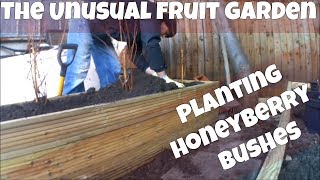 Planting Honeyberry Bush In Raised Bed Planters  Lonicera caerulea kamtschatica [upl. by Burnard]