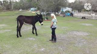 Donkeyhorseequine Spin in both directions at liberty [upl. by Ronny]