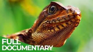 Wild Colombia Revealed  Free Documentary Nature [upl. by Taite]