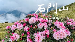 【石門山】零難度！合歡百岳賞玉山杜鵑 [upl. by Lled]