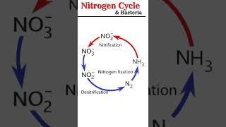 Nitrogen Cycle amp Bacteria microbiology [upl. by Sukhum504]