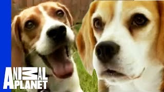 The Beloved Hound The Beagle  Dogs 101 [upl. by Aniloj]