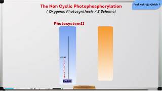 Micro30 The Non Cyclic Photophosphorylation  Oxygenic Photosynthesis The Z SchemeLight Reaction [upl. by Zebedee]