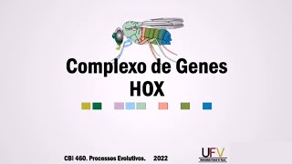 Genes Homeóticos ou HOX [upl. by Ihsoyim]